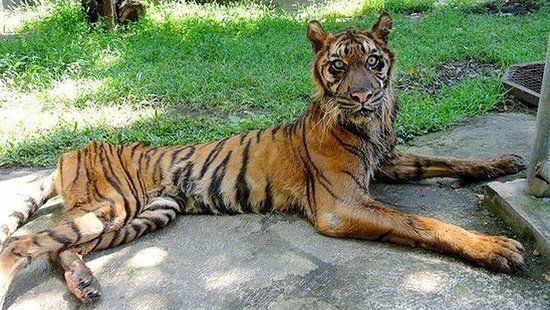 Dierentuin van Surabaya